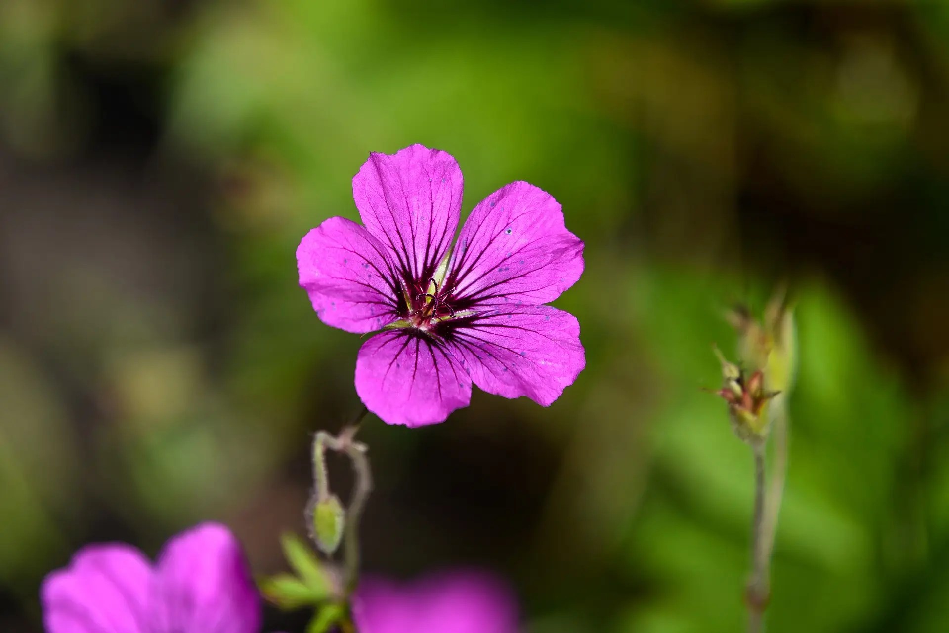Bunga cranesbill-geranium