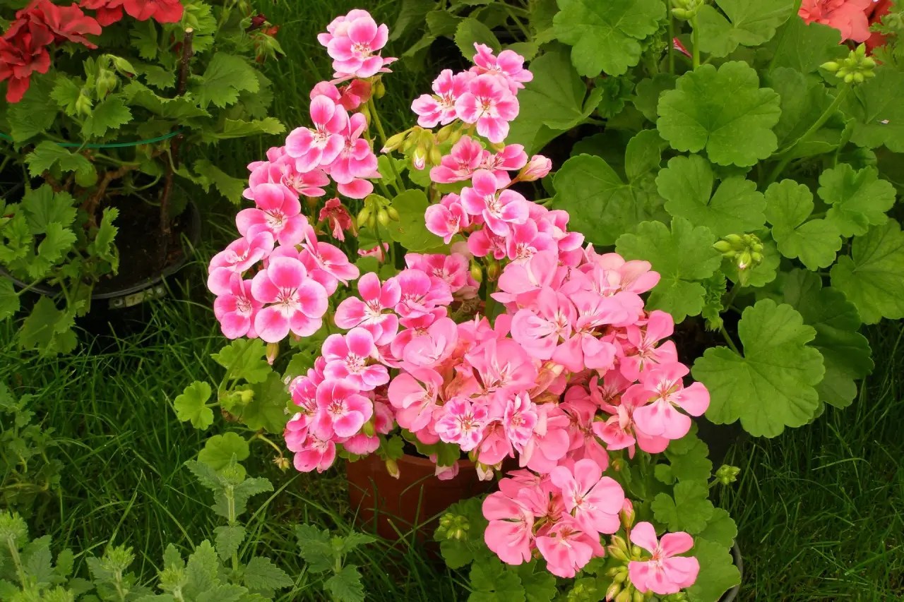 Bunga geranium pink