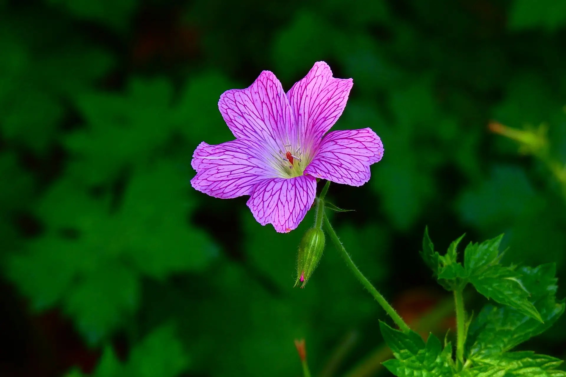Bunga Cranesbill-Geranium