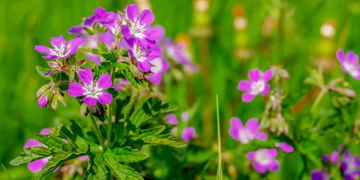 Bunga geranium berwarna ungu