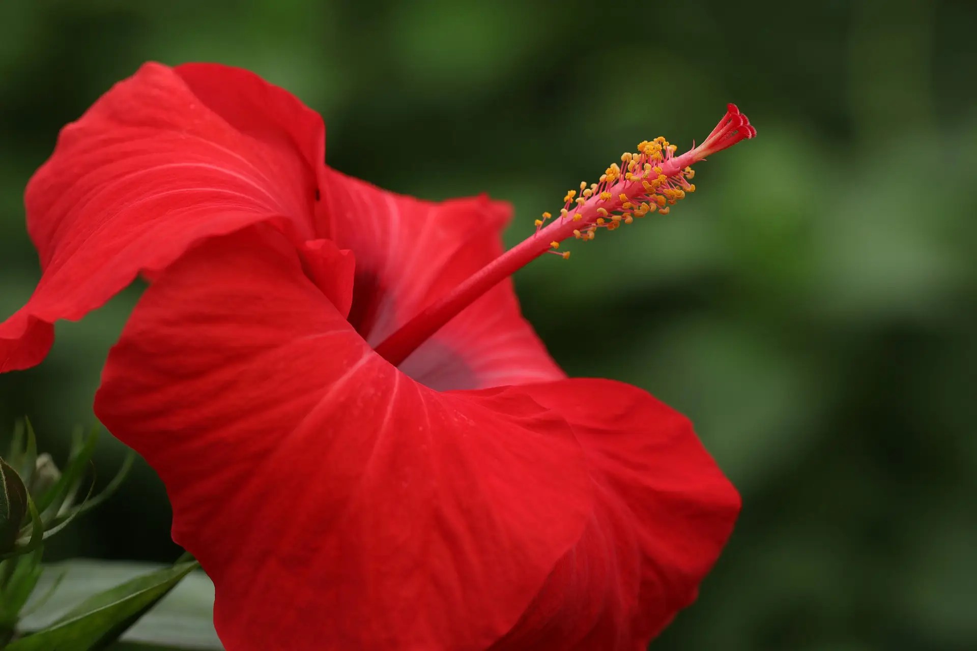 Bunga hibiscus merah