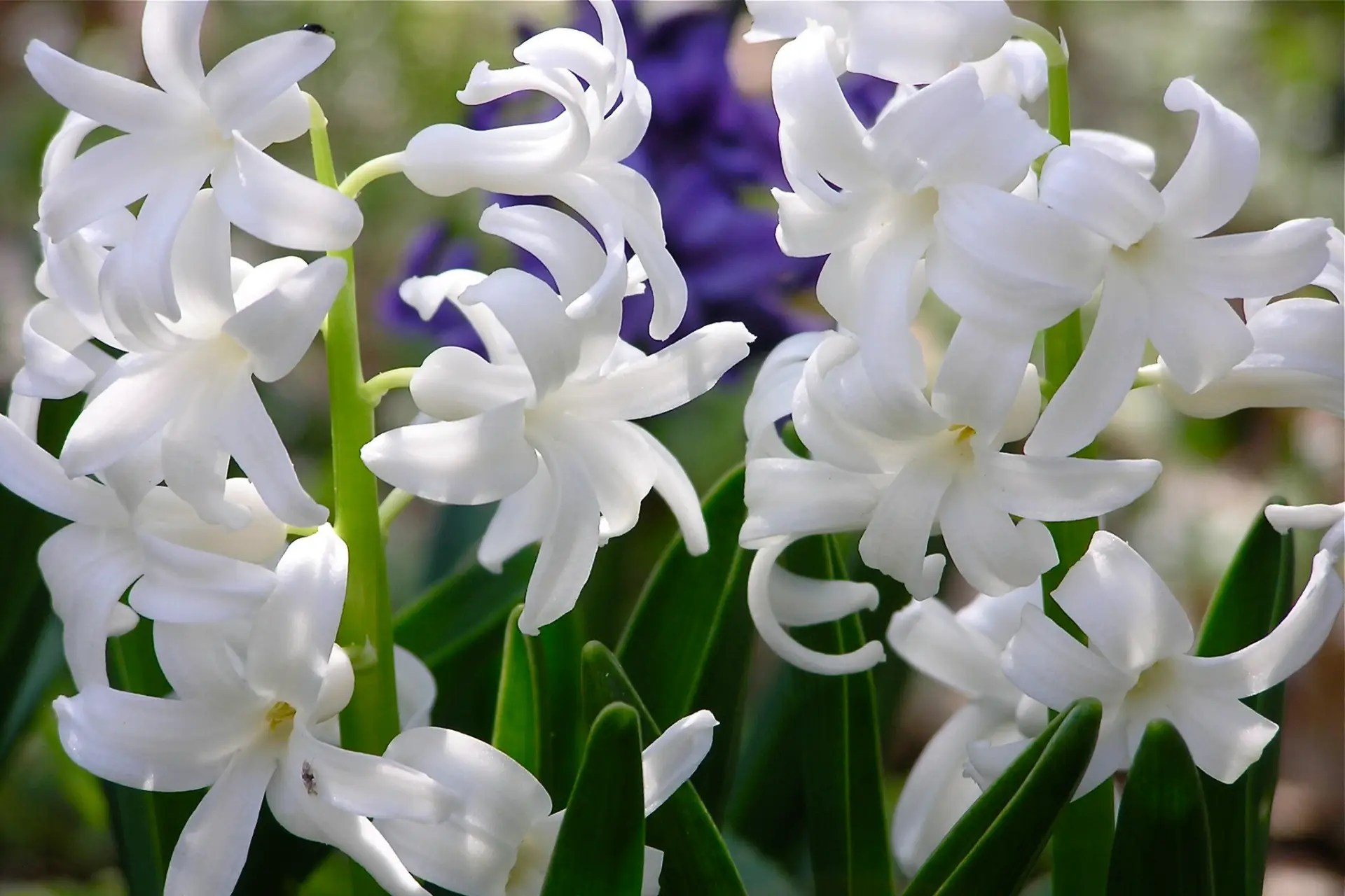 Bunga Hyacinth Putih