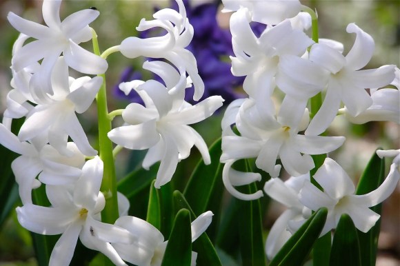 Bunga Hyacinth Putih