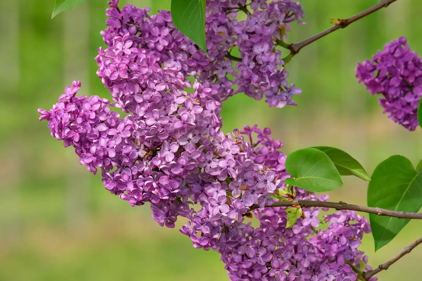 Bunga lilac