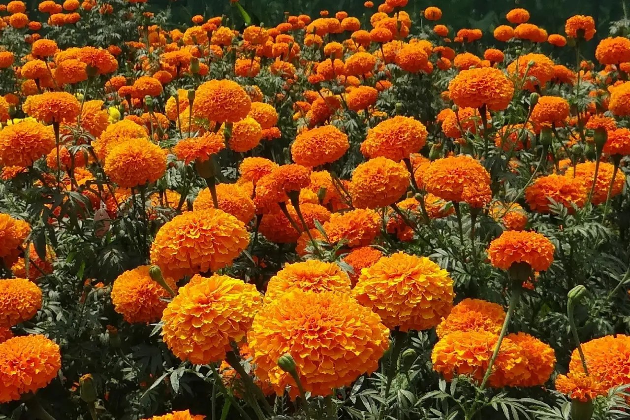 Taman bunga marigold