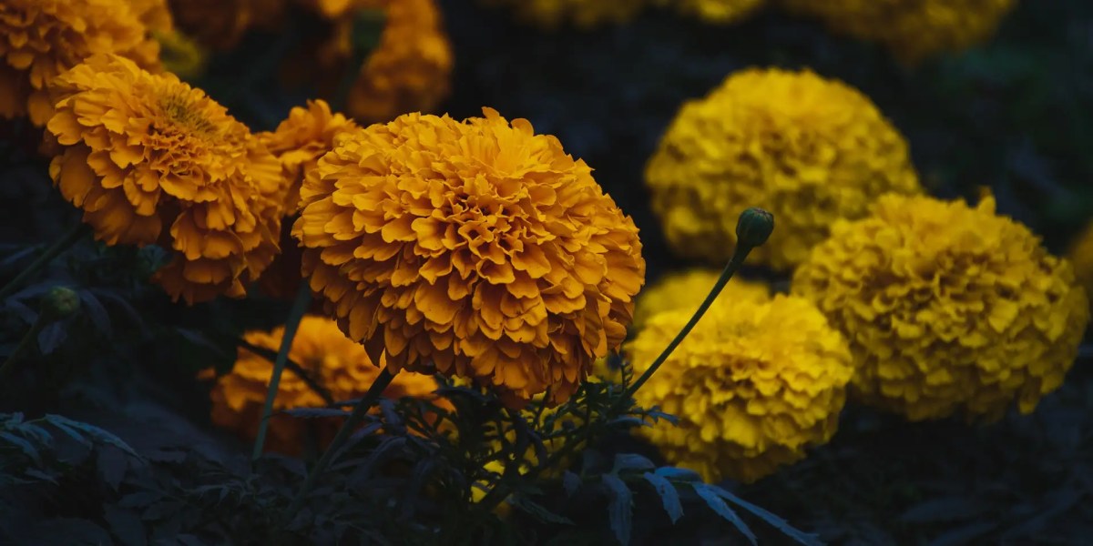 Bunga marigold warna oranye dan kuning