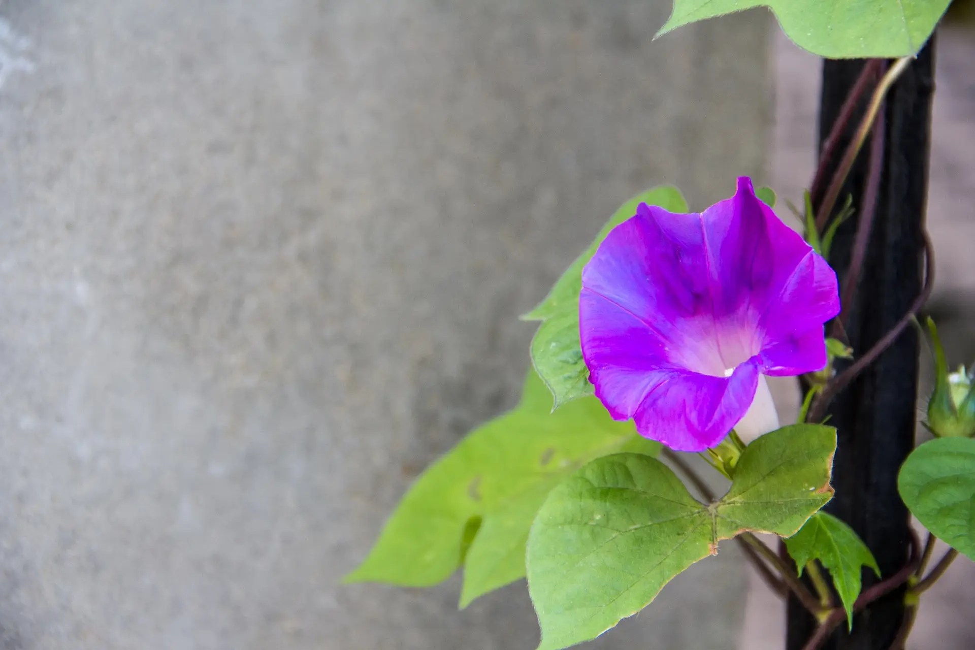 1 bunga morning glory berwarna ungu