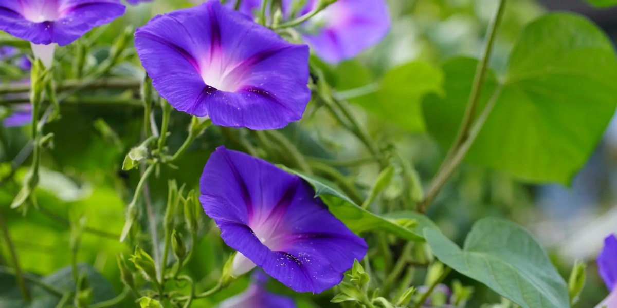 3 bunga morning glory berwarna biru keunguan