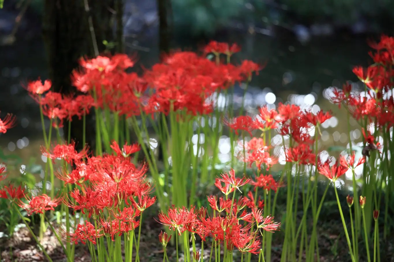Sekumpulan bunga red spider lily