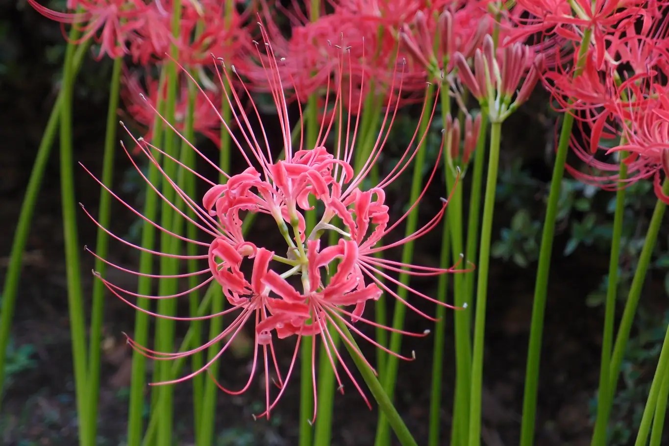 Bunga red spider lily mekar