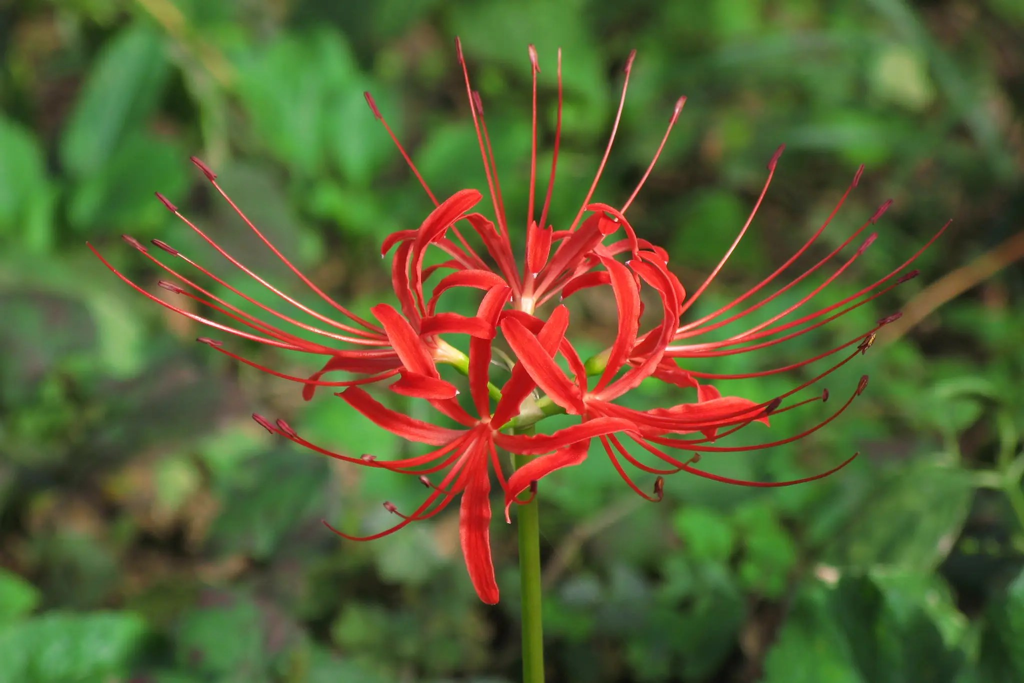 Setangkai bunga red spider lily