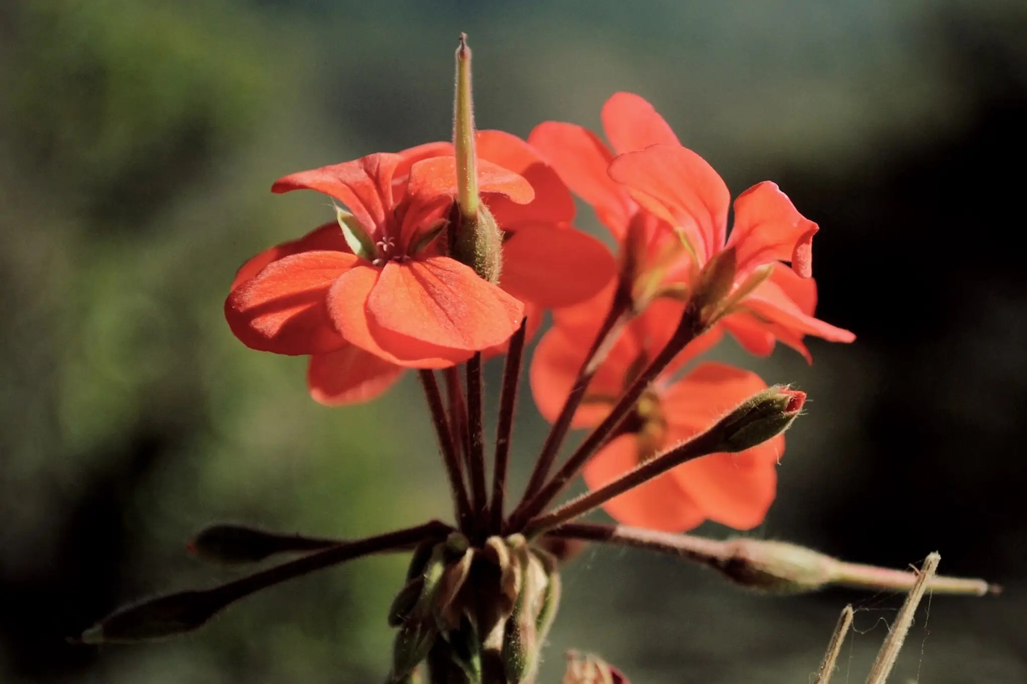 Bunga Scarlet Geranium (Pelargonium inquinans)