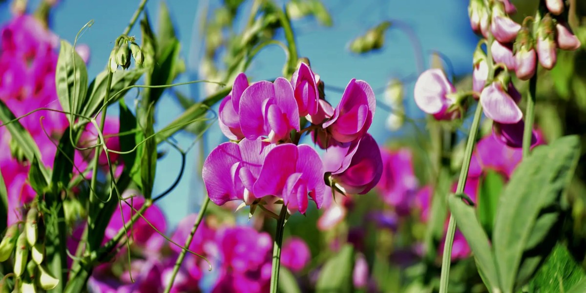 Sekumpulan sweet pea berwarna pink dengan batang dan daun berwarna hijau